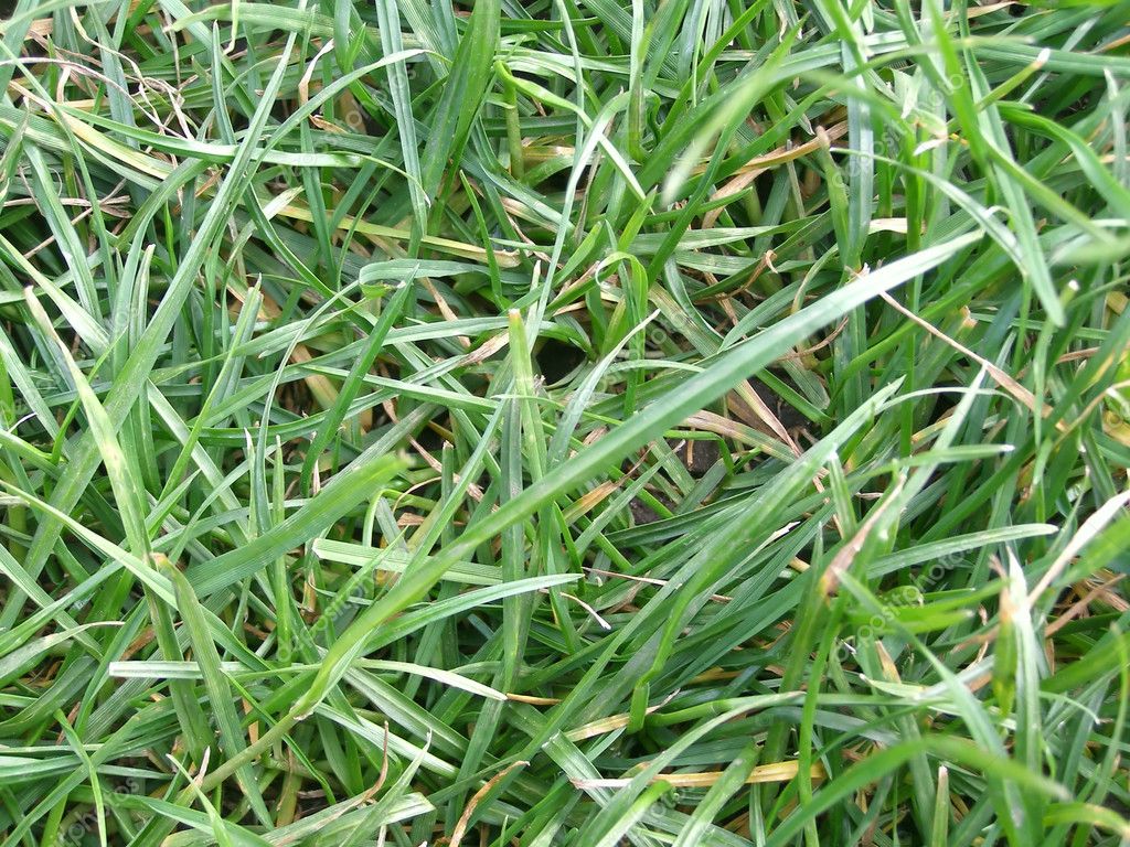 Weed In Grass