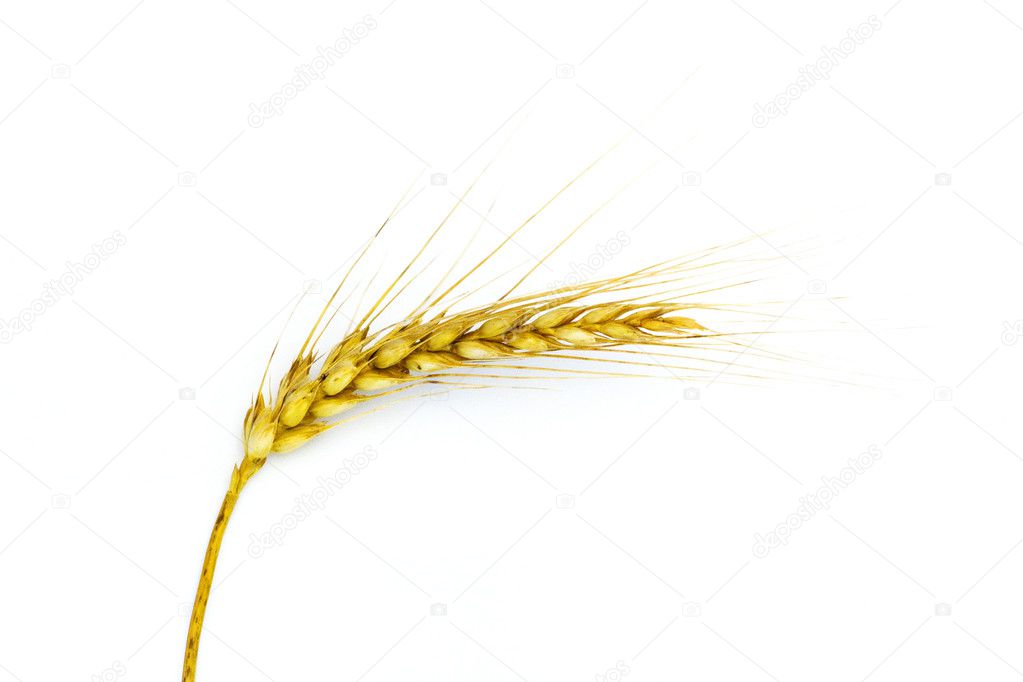 Grain Ear