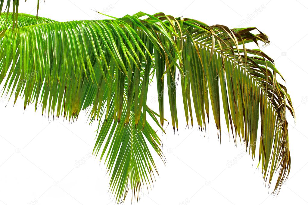 palm tree leaf