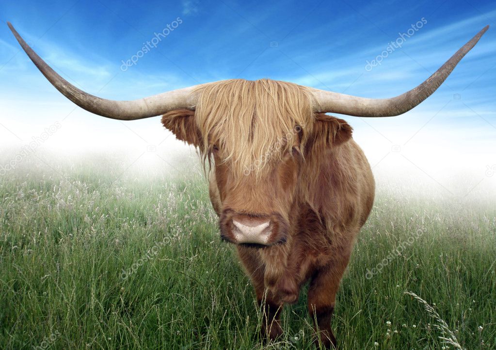 Scottish Cow