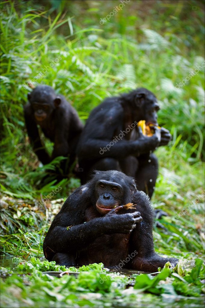 Bonobo Chimpanzee