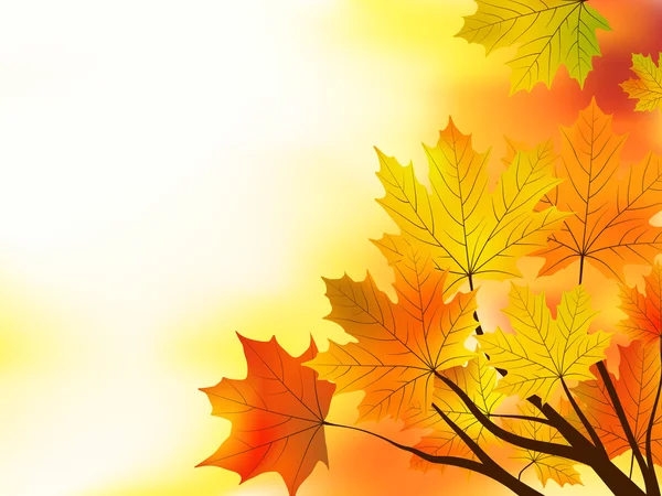 Multi colored fall maple leaves background.