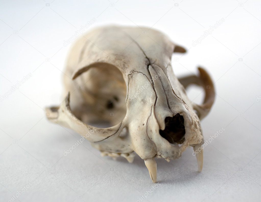 Cat Skull — Stock Photo © fixer00 3699376