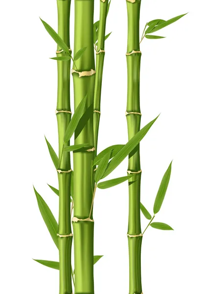 bamboo stock