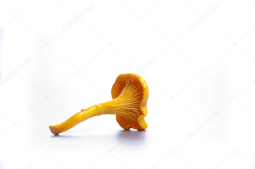 yellow chanterelle