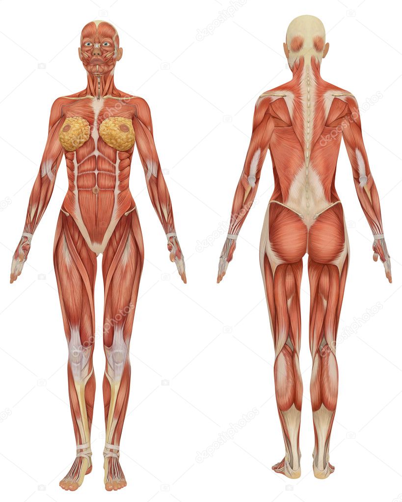 woman anatomy