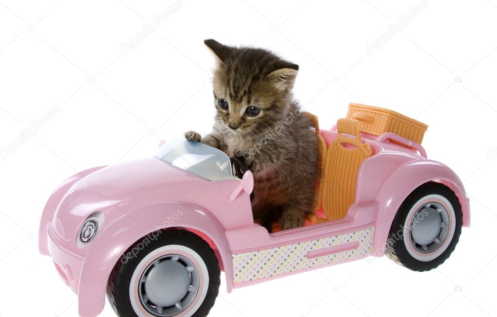 Three week old Kitten Sitting in a pink convertible toy sports car with 