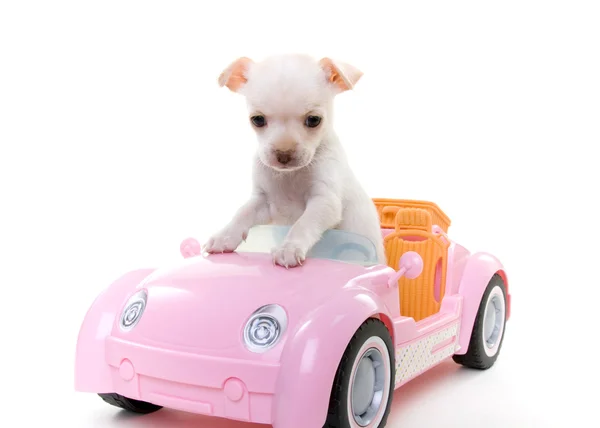 Puppy Sitting in Miniature Pink Sportscar Convertible by Kelly Richardson 