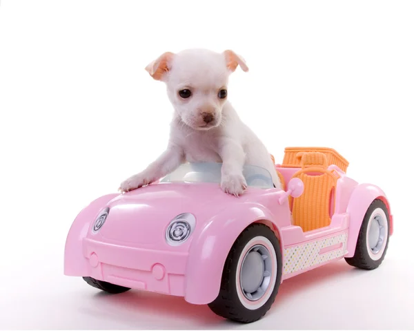 Puppy Sitting in Miniature Pink Sportscar Convertible by Kelly Richardson 