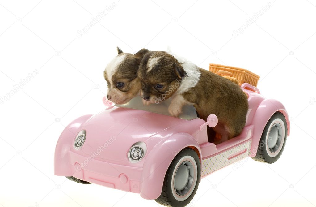 long hair Chihuahua Puppies Sitting in a pink convertible toy sports car