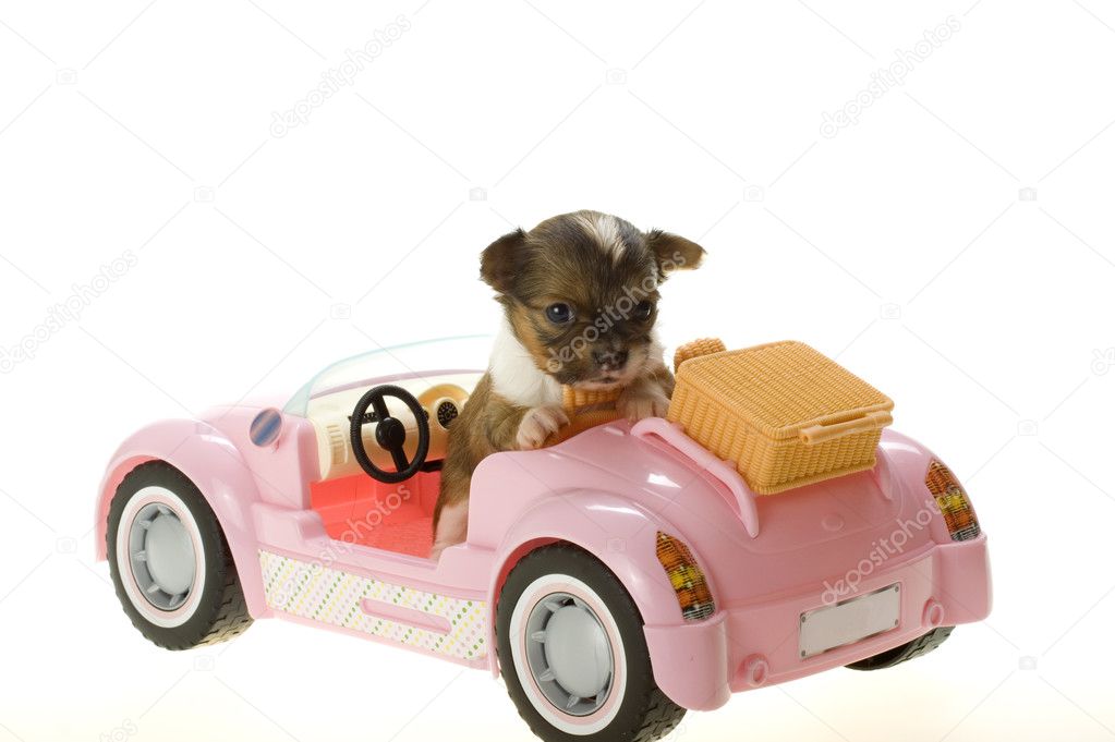  long hair Chihuahua Puppy Sitting in a pink convertible toy sports car 