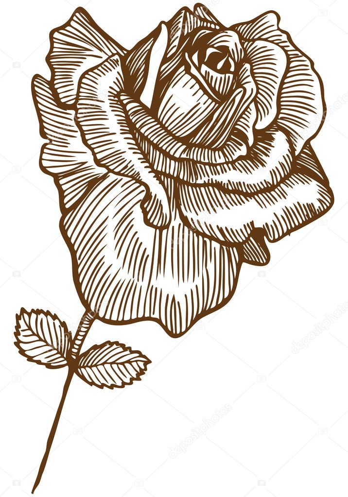 a drawn rose