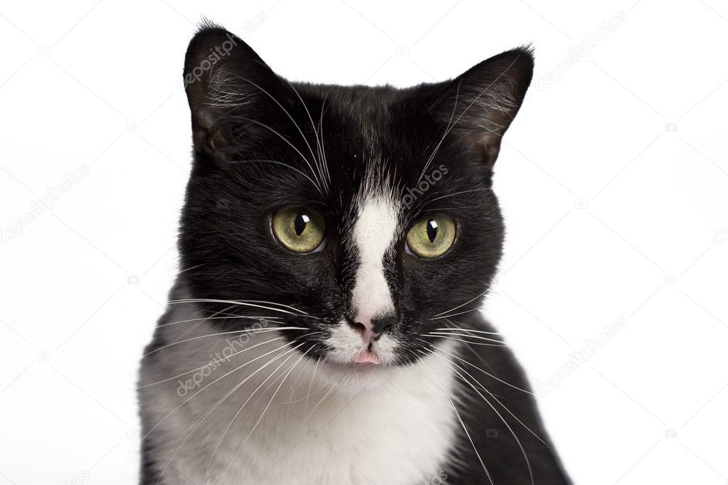 Close up portrait of a black