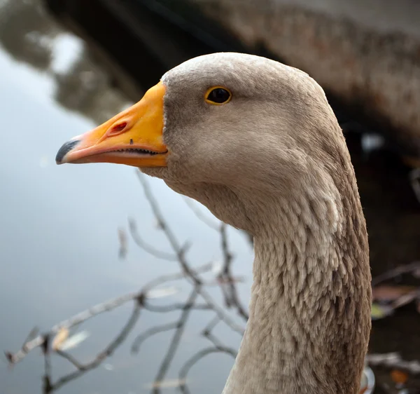 Goose head — Stock Photo, Image