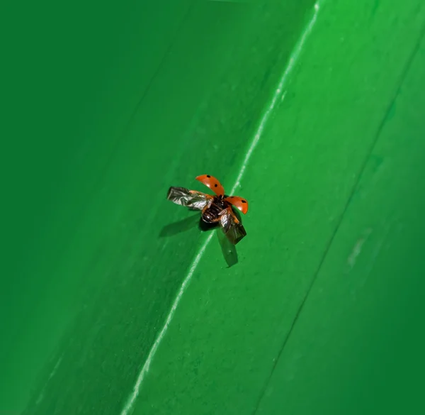 Uğur böceği uçmak olacak — Stok fotoğraf