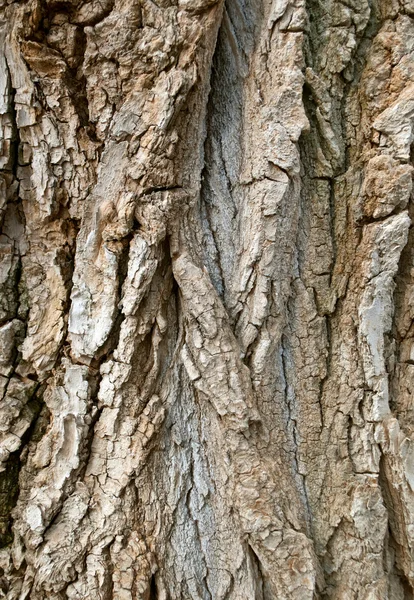 stock image Brown bark background