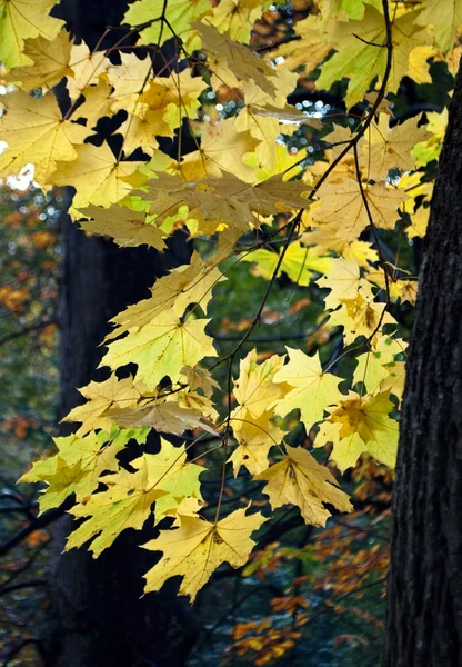 Giallo acero foglie sfondo — Foto Stock