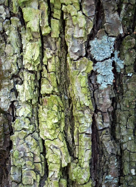 Grön tall bark bakgrund — Stockfoto
