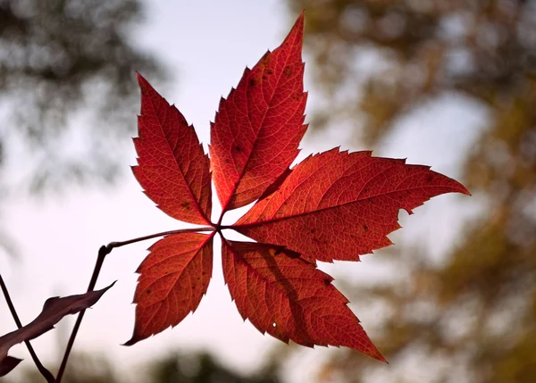 Rood wild druivenblad — Stockfoto