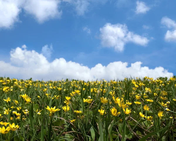 stock image Spring meadow