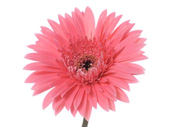 Pembe çiçek