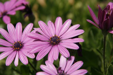 pembe chrisantemum çiçek