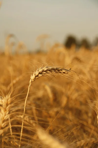 Campo de trigo listo para la cosecha — Foto de Stock