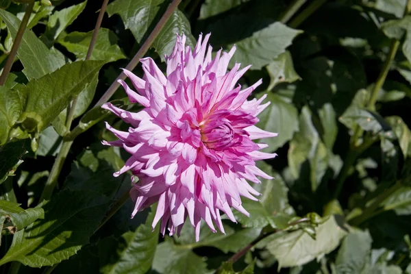 stock image Pink Dahlia