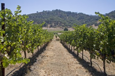 sonbahar wineyards