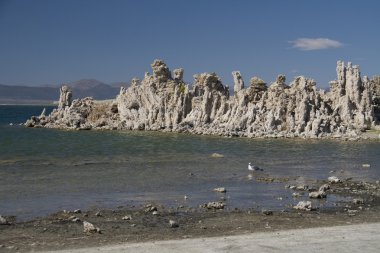 Mono Gölü, tüf ve martı