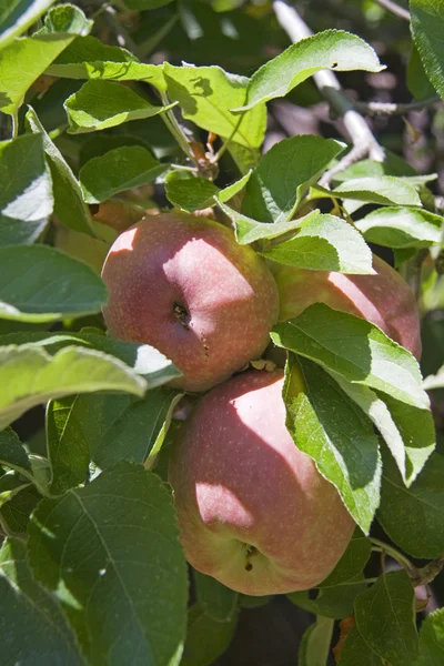 Rape Apples on the Tree — Stock Photo, Image