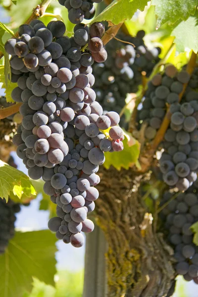 Grapevine in autumn — Stock Photo, Image