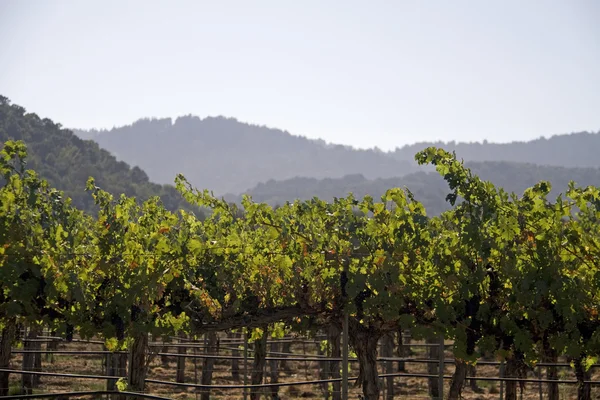 Wijngaarden klaar voor oogst — Stockfoto