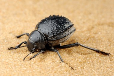 Darkling beetle on the sand clipart
