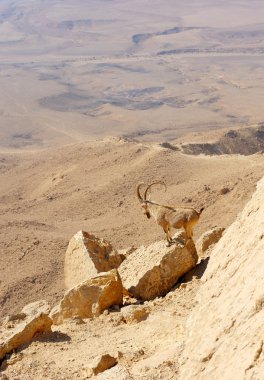 Makhtesh Ramon