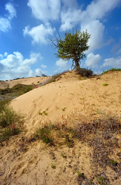 Samotne drzewo wśród piasku — Zdjęcie stockowe