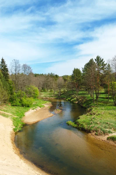 River in the forest — Stock Photo, Image