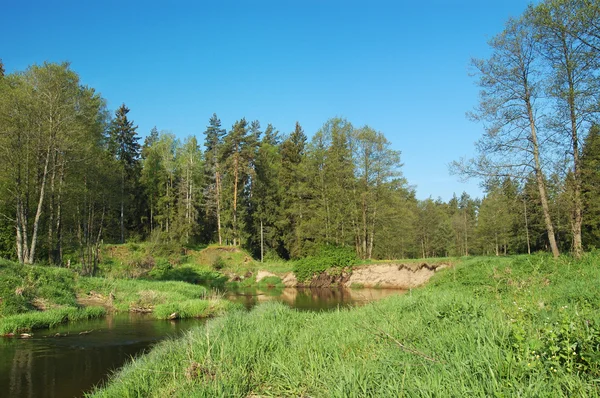 숲 속의 강 — 스톡 사진