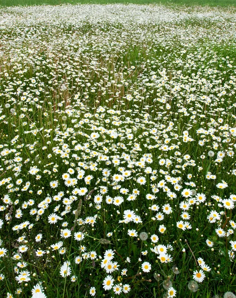 Blooming meadow. — Stock Photo, Image