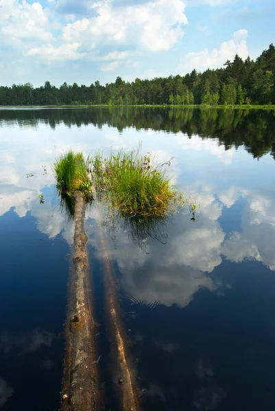 Lago na floresta — Fotografia de Stock