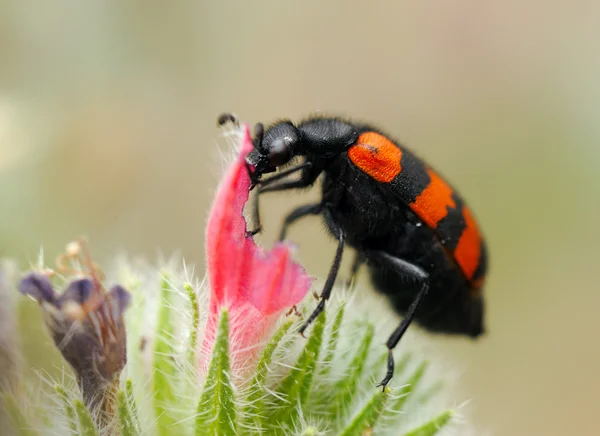 Blister beetles on a flower — Stock Photo, Image