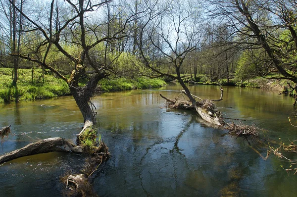 森林中的河流 — 图库照片