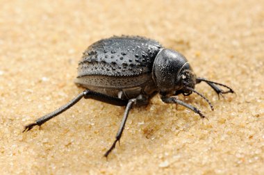 Darkling beetle on the sand clipart