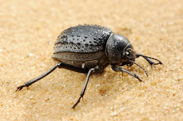 Düsterer Käfer im Sand — Stockfoto