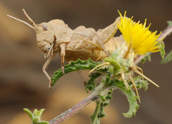 Gräshoppa på taggig blomma — Stockfoto