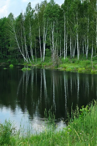 Lago na floresta. — Fotografia de Stock