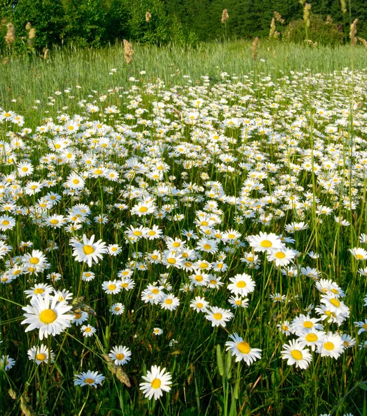 stock image Blooming meadow.