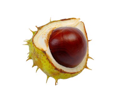 Half horse chestnut clipart