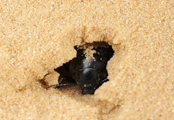 Тёмный жук в песке — стоковое фото