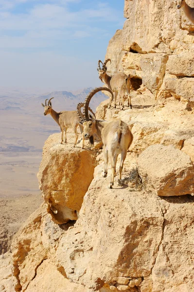 Cabras de montaña en el Ramón Makhtesh —  Fotos de Stock